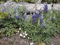 flowerslog-s.jpg